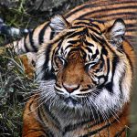 Tigress Avni Killed to Appease Corporate Greed for Forest Land