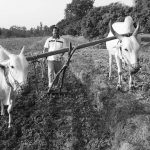 The anti-farmer farm sector reforms to ruin India’s agriculture for corporates