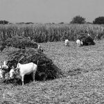 Mounting sugarcane dues issue and the BJP’s complicity